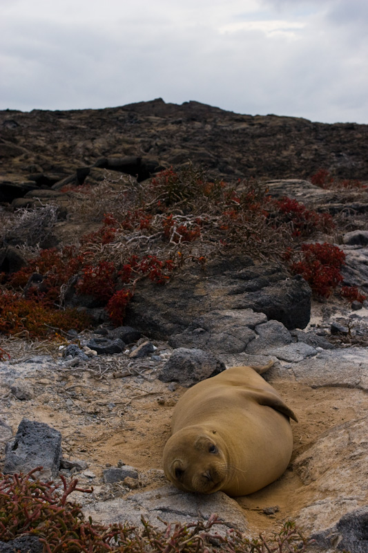 Galápagos Sealion And Summit Of Sombrero Chino